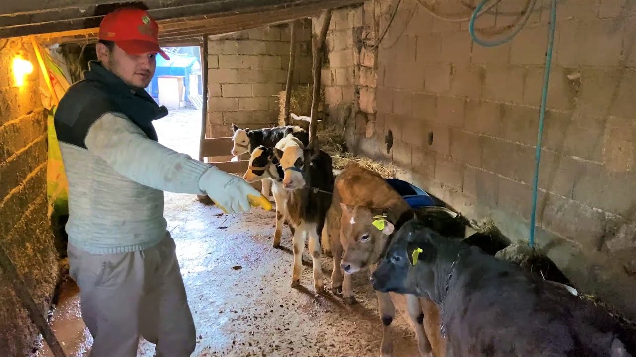 НОВОРОЖДЕННЫЕ ТЕЛЯЧКИ [СУБТИТРЫ] / ЕЖЕДНЕВНЫЕ РАБОТЫ 48