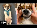 Jack Russell Terrier Compilation | New Jack Russell Videos
