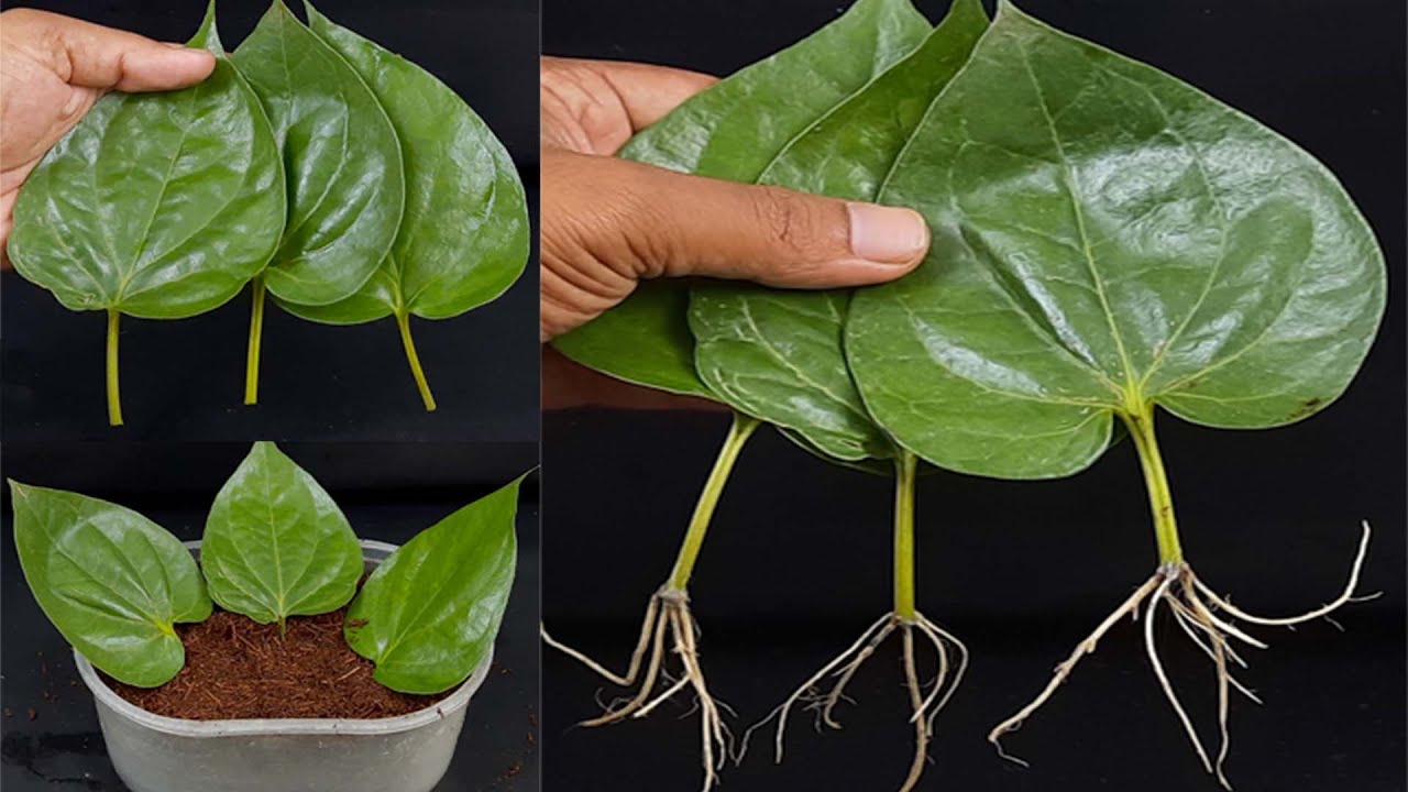 How to grow betel leaf plant from leaf YouTube