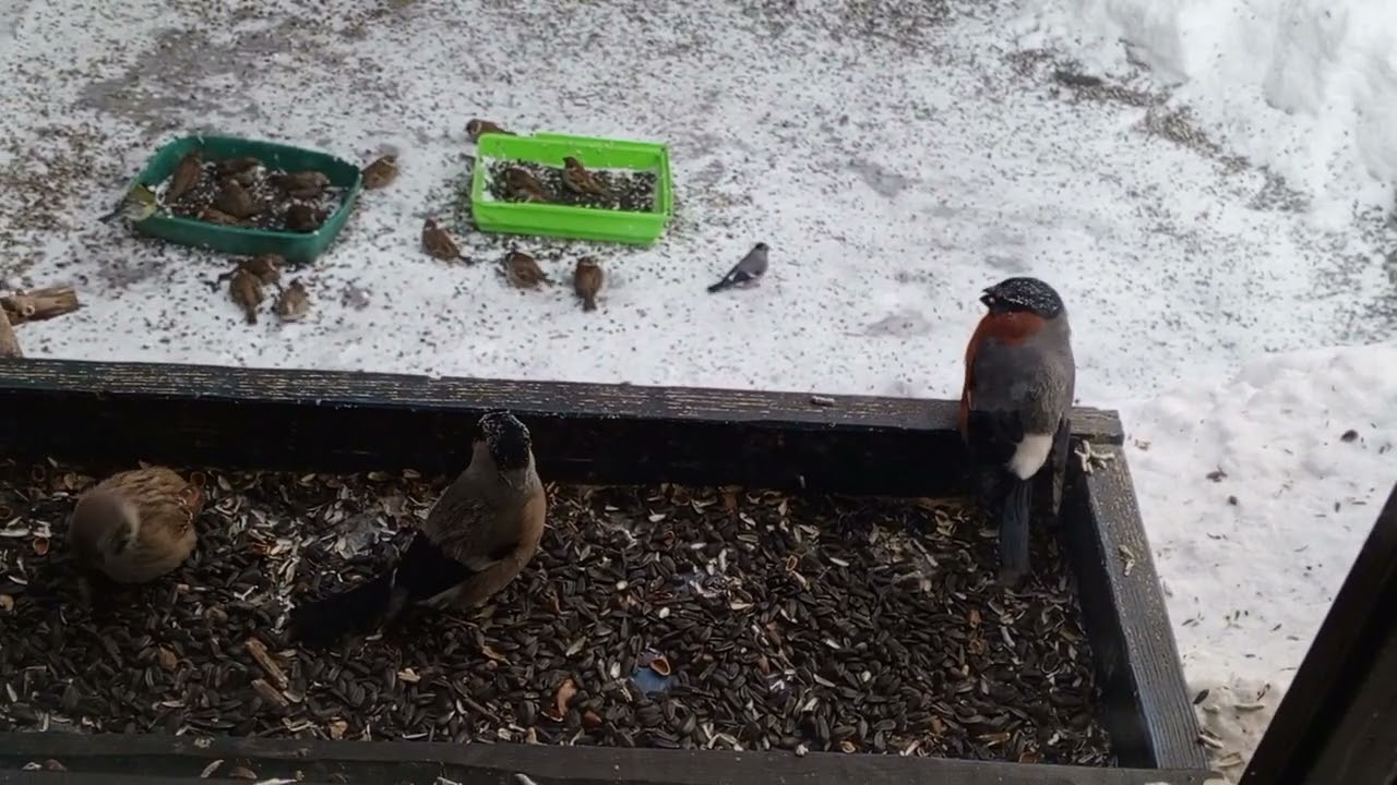 Арктический холод.Карта на корм зверятам 2202 2062 6013 7323