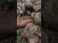 #ओल (जिमीकंद) की खेती#short #viral #farming