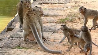 Big Monkey Screaming To Fighting Baby Monkey Scream Loudly