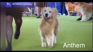 Anthem Makes the Cut at Westminster 2024