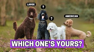 All Types of Poodles (and How to Identify Them?)