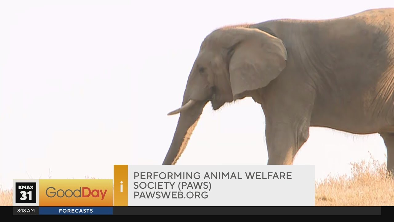 Cody's Caravan - PAWS Animal Sanctuary