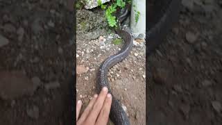 Download Lagu big snake cobra. #shorts MP3 Download Lagu big snake cobra. #shorts MP3