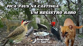 PICA-PAUS SURPREENDEM EM BEBEDOURO NA CAATINGA