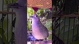 perkutut sarang tanah suaranya tembus perkutut sarang tanah suaranya tembus