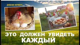 Как куры несут яйца. Жесть, мнительным лучше не смотреть! Курица рожает)))