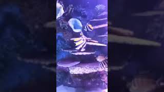 Ocean Life 4K  Blue Kingdom Underwater Documentary  Relaxing Sounds