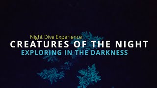 Exploring in the Darkness: A Night of SCUBA Diving