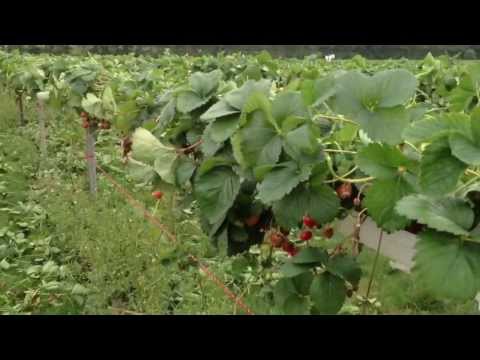 Video: Havejordbær (21 Fotos): Beskrivelse Af Stilke Og Bær, Familie. Strukturen Af jordbær Til En Sommerresidens Og Det Latinske Navn. Efter Hvor Mange år Bærer Det Frugt?