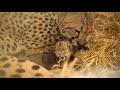 view Cheetah Embryo Transfer digital asset number 1