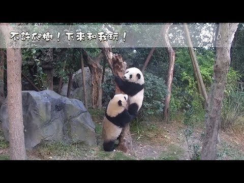 《熊貓早晚安》最怕開學遇到這樣的最佳損友 | iPanda熊貓頻道
