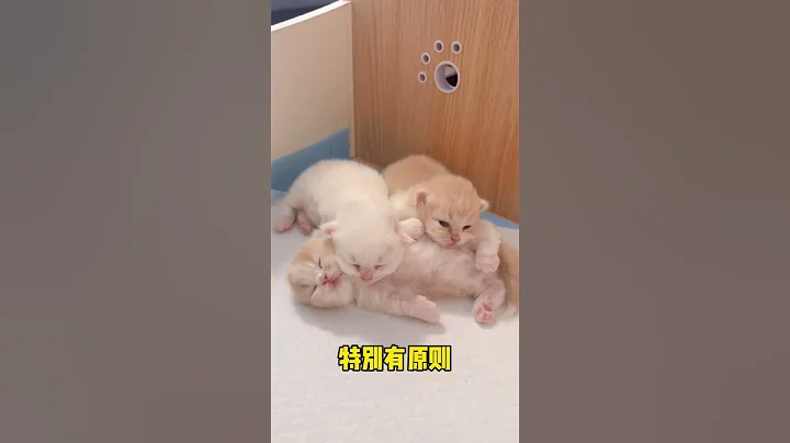 【小奶猫成长记】老是解锁一些奇怪的睡姿 #独生子的日常 - 天天要闻