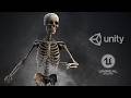 PREVIEW - Skeleton Base - GAME READY 3D Character