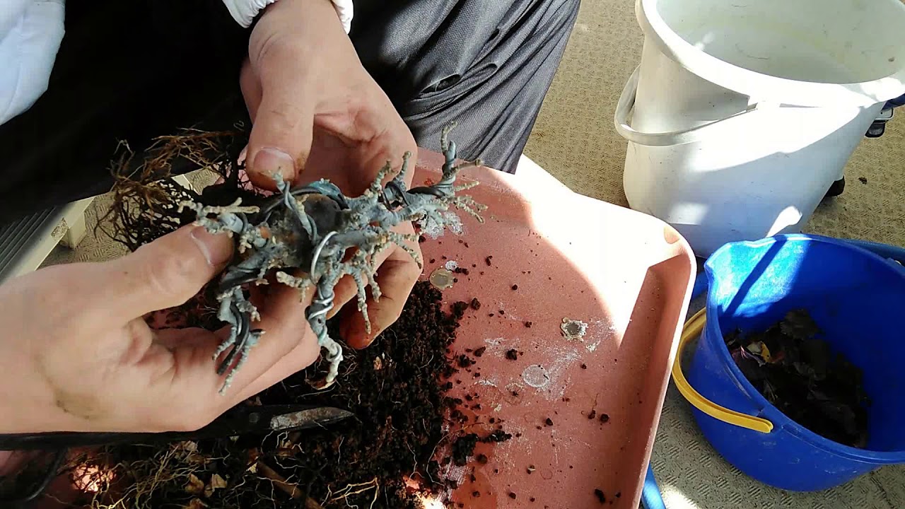 寒グミ4号（取り木）_Elaeagnus pungens(No.4