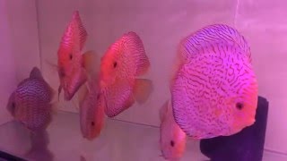 Vietnam discus supply- Xanh Tuoi Tropical Fish Vietnam