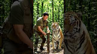 Bite Force of a Tiger 🐯 #bigcat #biteforce #shorts #viral