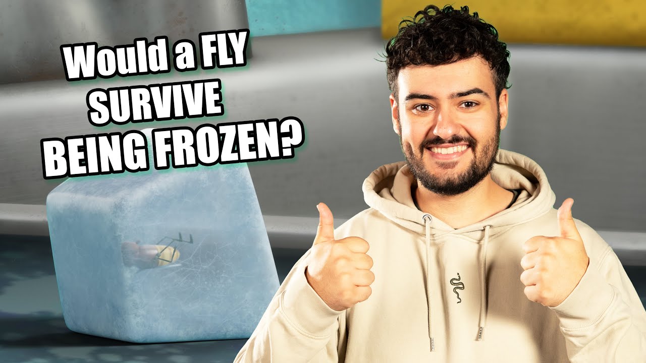 🧊 Can a Fly Survive Being Frozen? Lloyd of the Flies: Fact or Fiction
