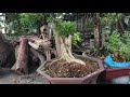 S71. Nguyệt quế thành phẩm và phôi, kim quýt thành phẩm, găng tu hú, bằng lăng giá rẻ mọi người ơi