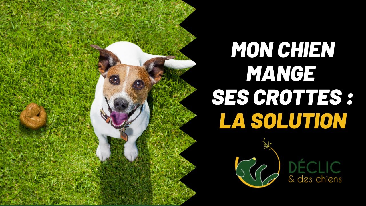 Mon Chien Mange Ses Crottes, Comment Faire Pour Qu'il Arrête ? - Youtube