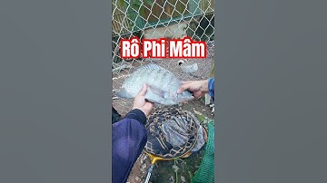 Cách câu rô phi mâm dịch vụ #cauca #câucá