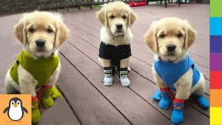 4 Retriever Lovers 💋 Funny and Cute Golden Retrievers Videos Compilation by PIGO 22 views 4 years ago 11 minutes, 30 seconds