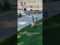 Goose Mom Waits Very Patiently For Her Baby To Be Done Playing In The Grass 🥰