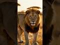 Top 5 Fastest Land Animals