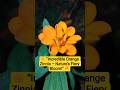 Incredible Orange blossom | #nature bloom #zinnia
