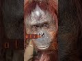 Meet The Orangutans! 🦧🧡