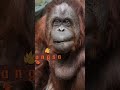 Meet The Orangutans! 🦧🧡