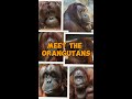 Meet The Orangutans! 🦧🧡