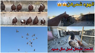 نشمرت الحباري بل بلهوه😱😱😱طشار صارن😳😳😳