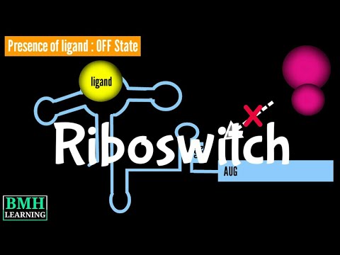 Video: Word riboswitches in soogdiere gevind?