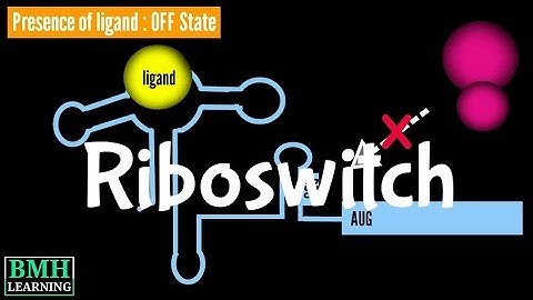 Riboswitch