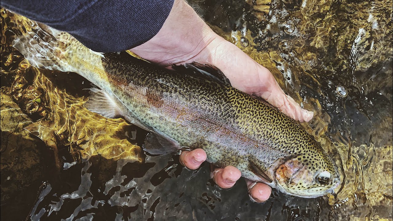 Yardley Canal Stocked Trout Fishing w Spinners. YouTube
