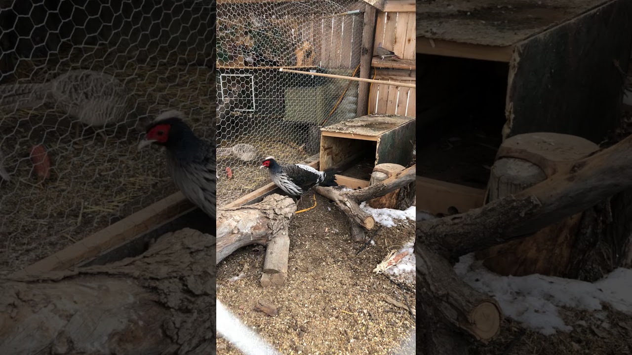 Kalij pheasants 