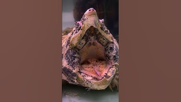 Sơ lượt về Rùa cá sấu #kpetstore #bòsát #ruacasau #alligator