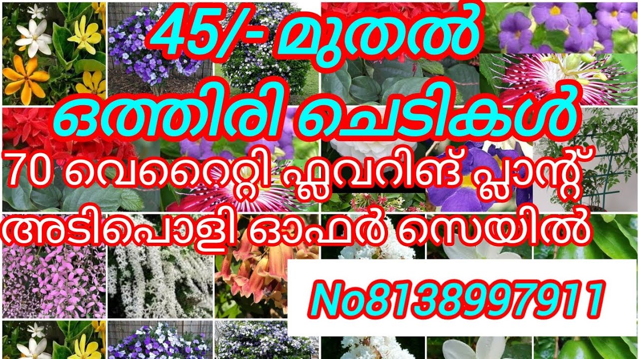 70 വെറൈറ്റി പൂച്ചെടികളുടെ ഒരു അടിപൊളി offer sale#offer#garden