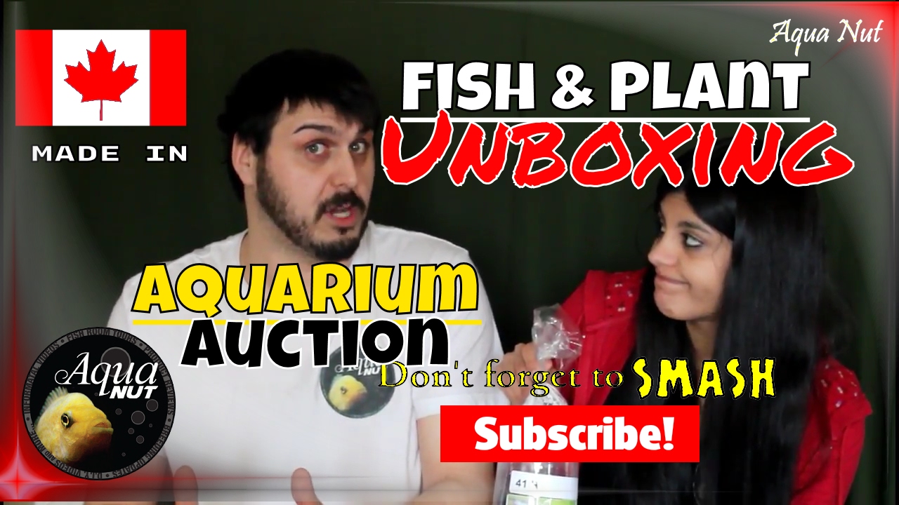 BRASS Aquarium Auction in Barrie Ontario New Fish & Plant Unboxing