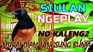 SIULAN NGEPLAY✅BUKAN KALENG2✅ murai DIAM langsung respon nyaut dengar ini✅