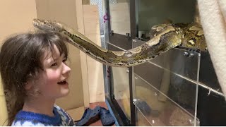 11 year old pulling out and interacting with 15ft Reticulated Python (no hook)