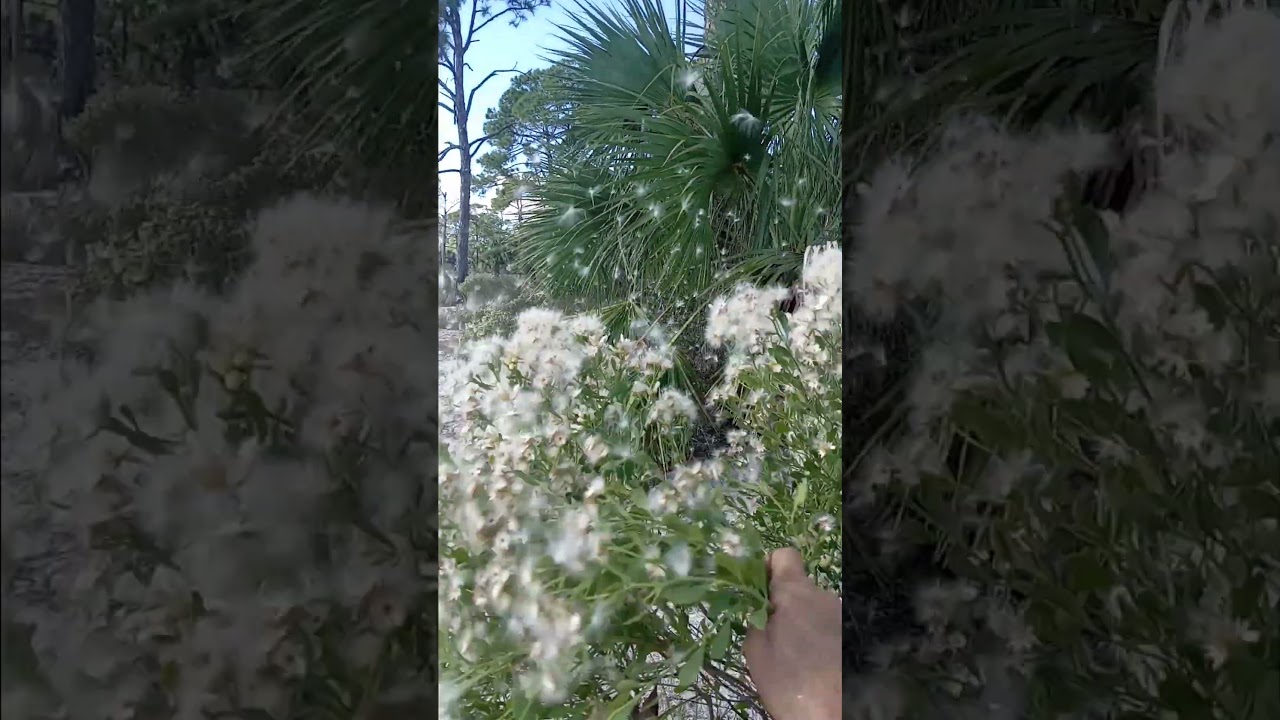 What do floridians do when you ain't got nothing to do.