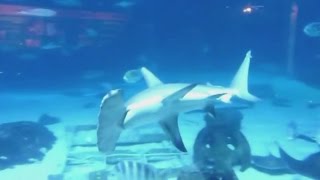 傾いて泳ぐサメ発見 エネルギー節約か、極地研