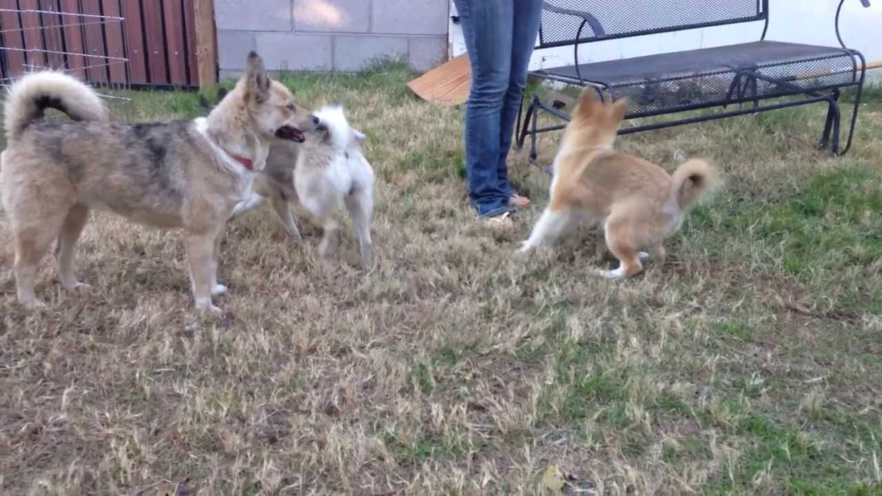 Pomsky Size Chart