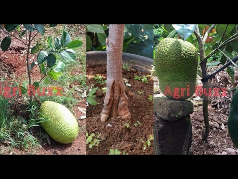 Video: Tips for plukking av jackfrukt - Lær hvordan du høster jackfrukttrær