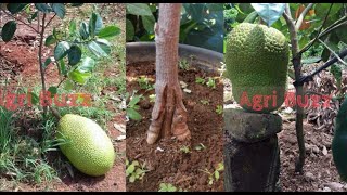 How to Graft Jackfruit Tree and Get Really Big Jackfruit Tree in 50 Days