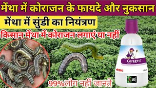 मेंथा में सुंडी की सबसे अच्छी दवा | Mentha me sundi ki dava | mentha ki kheti